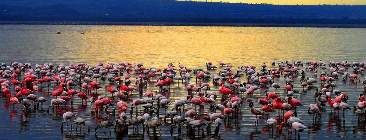 肯尼亚7天“动物王国”的探秘 · 亲近动物最后的天堂乐土